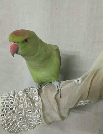 Parrot