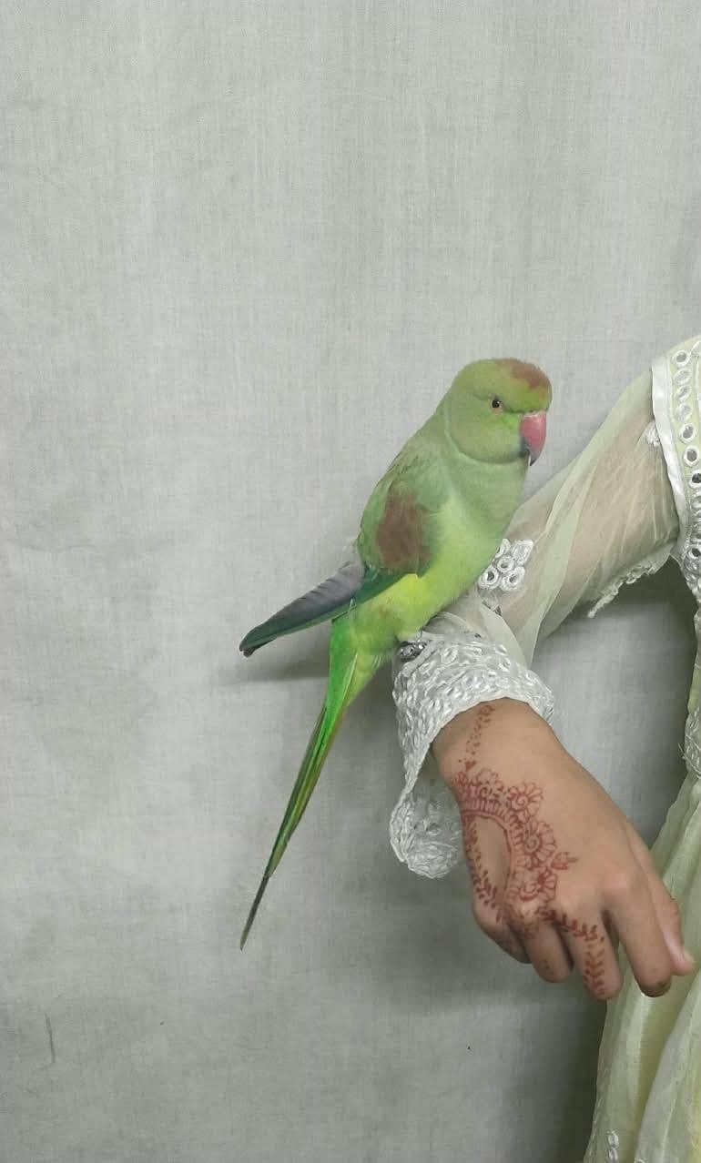 Parrot 1