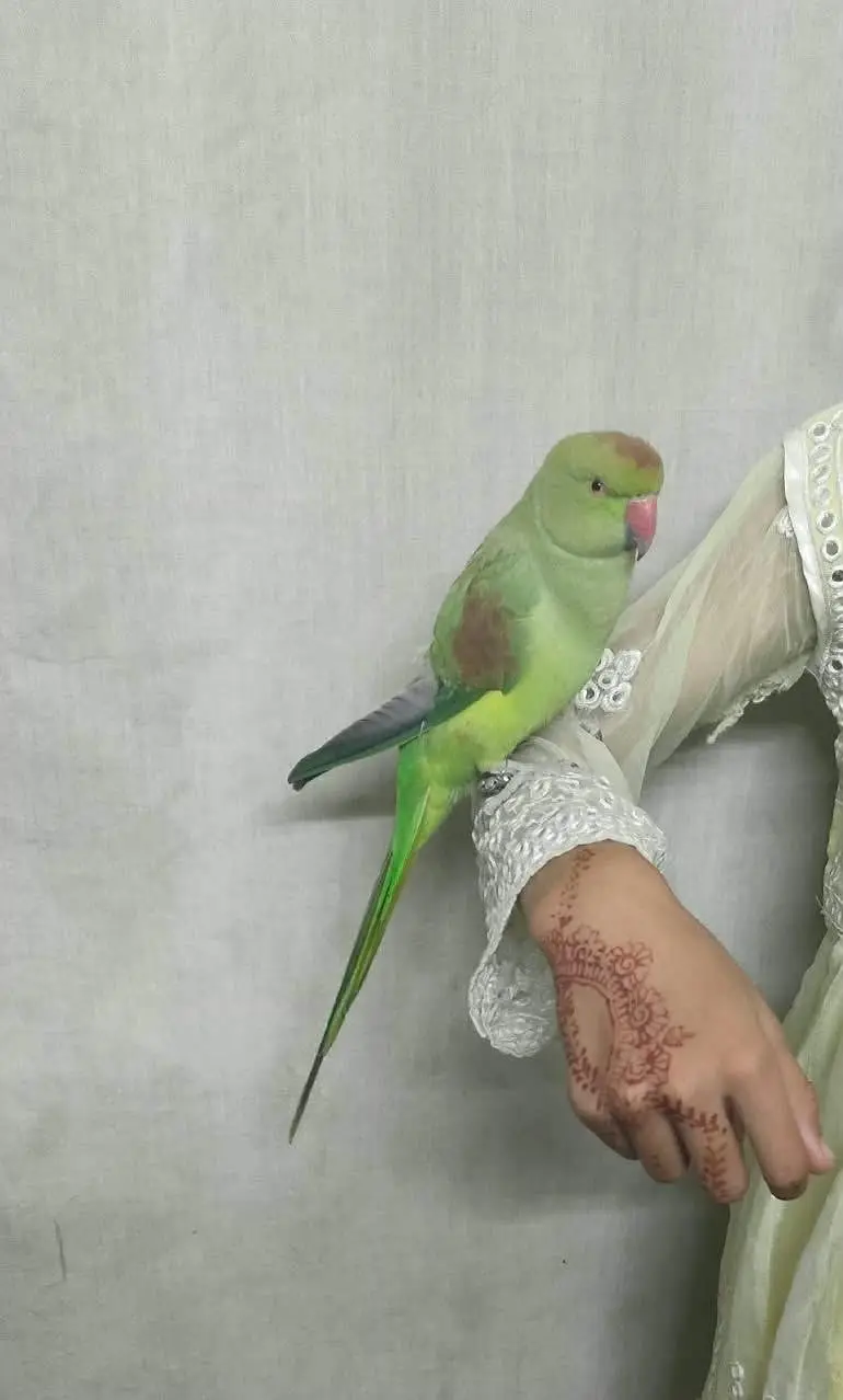 Parrot — photo 2