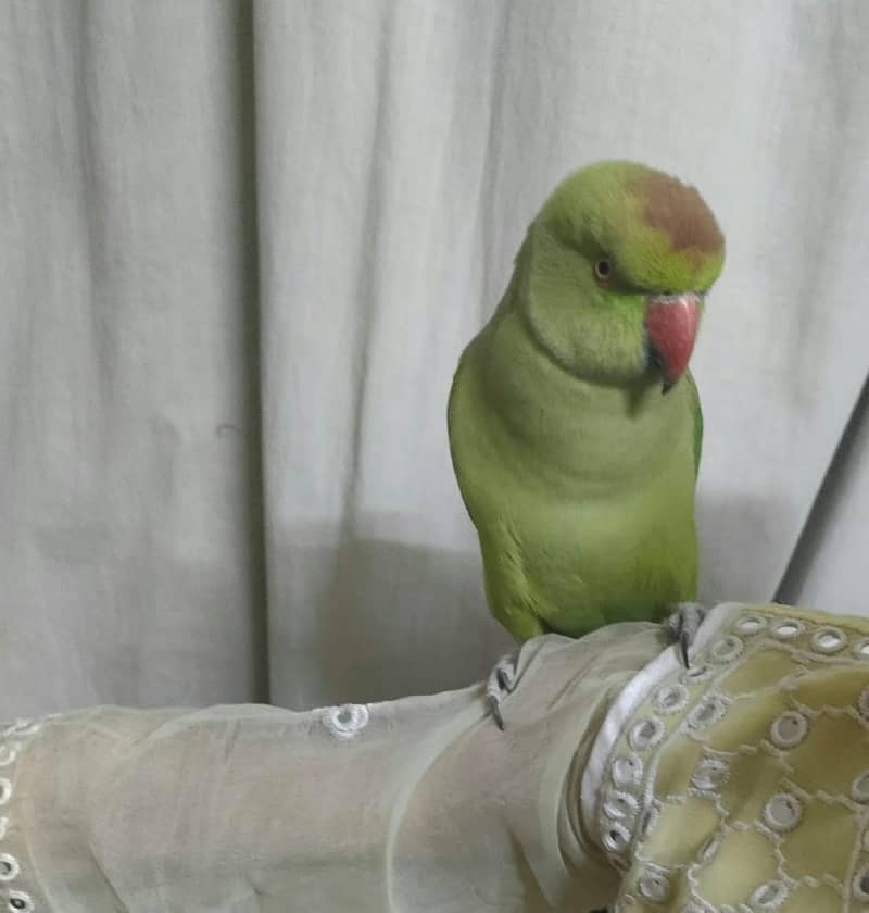 Parrot 2
