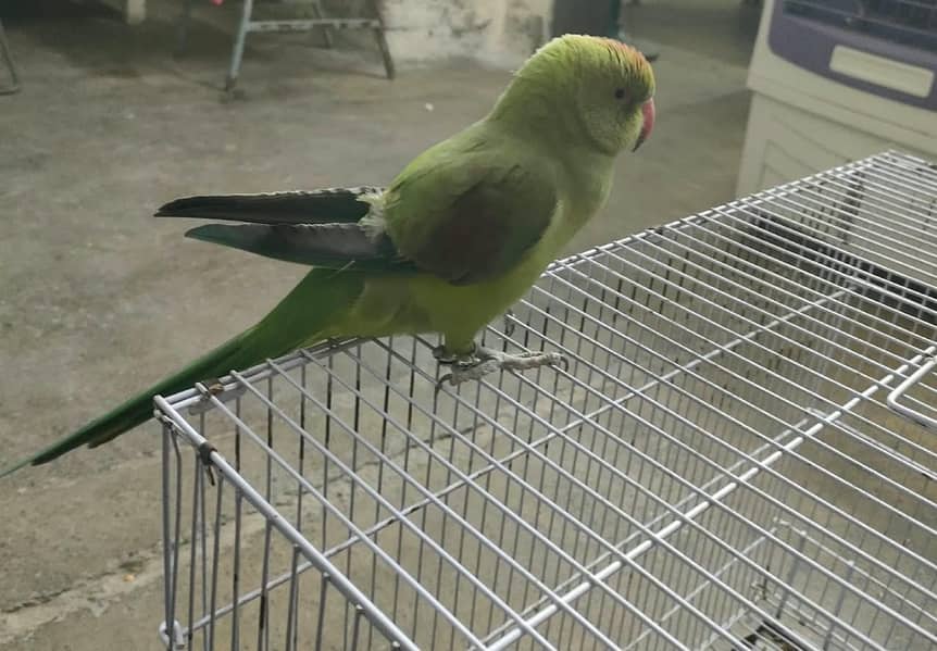 Parrot 3