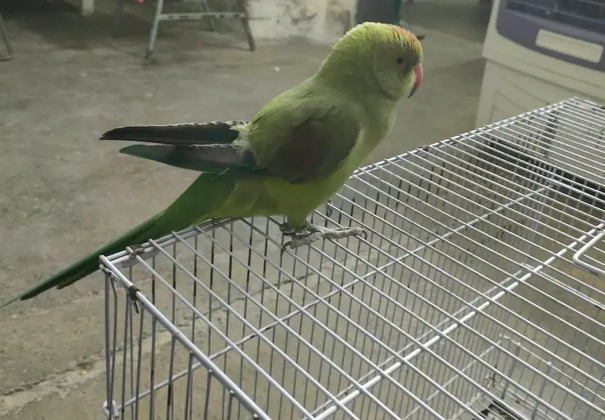 Parrot — photo 4