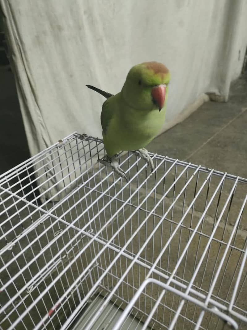 Parrot 4