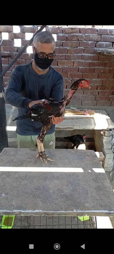 Hint+vait cross patha for sale