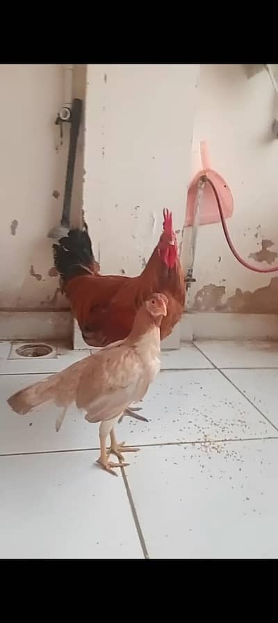 mesri murga aseel murgi available ace size health and active mashallah
