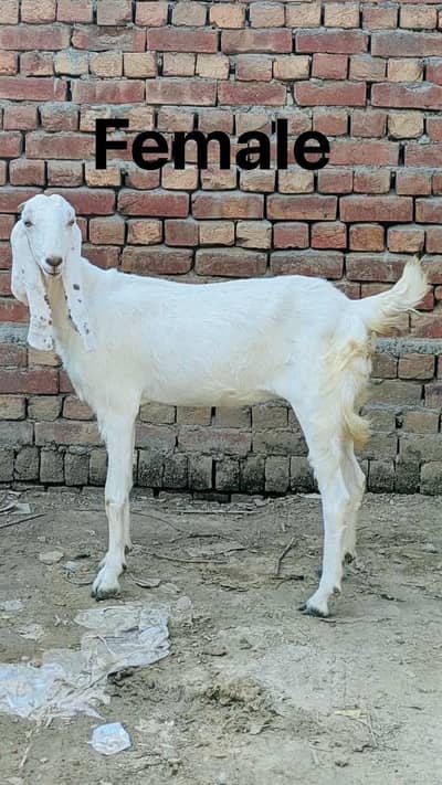 Rajanpuri bakri 1 month Gaban hy