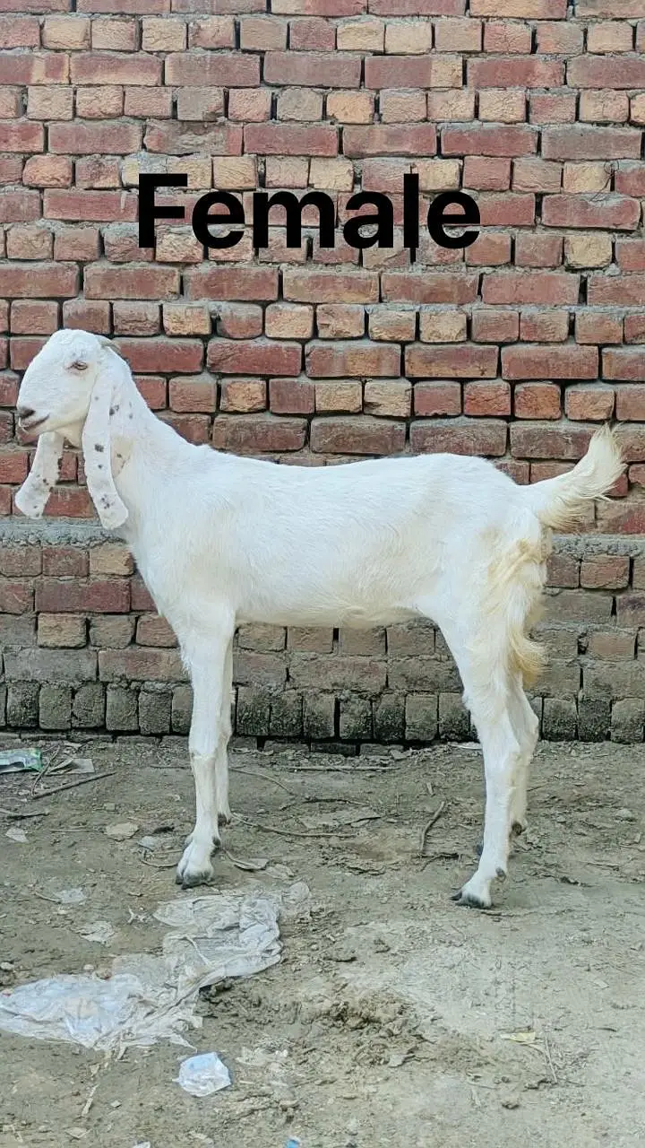 Rajanpuri bakri 1 month Gaban hy — photo 2