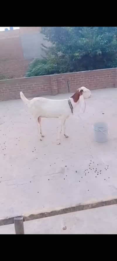 Rajan Puri Cross Gabban Bakri For Sale. . . . Healthy & Active