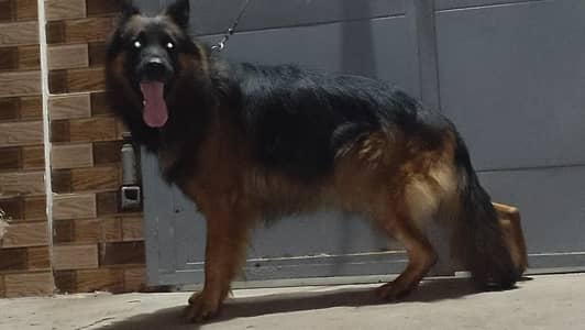 Garman shaft long Cort dark color marking family dog