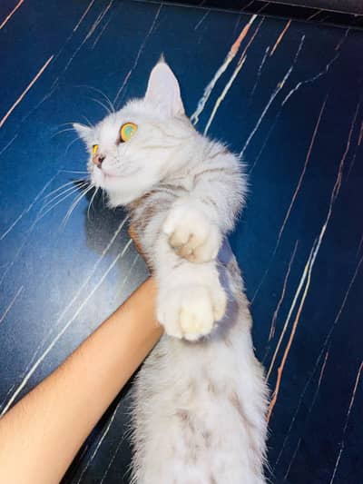 Grey and white russian Female Cat for urgent sale