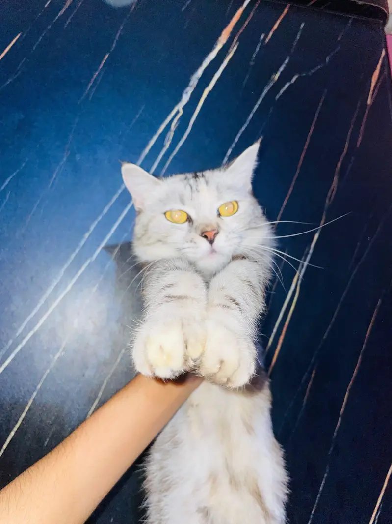 Grey and white russian Female Cat for urgent sale — photo 2