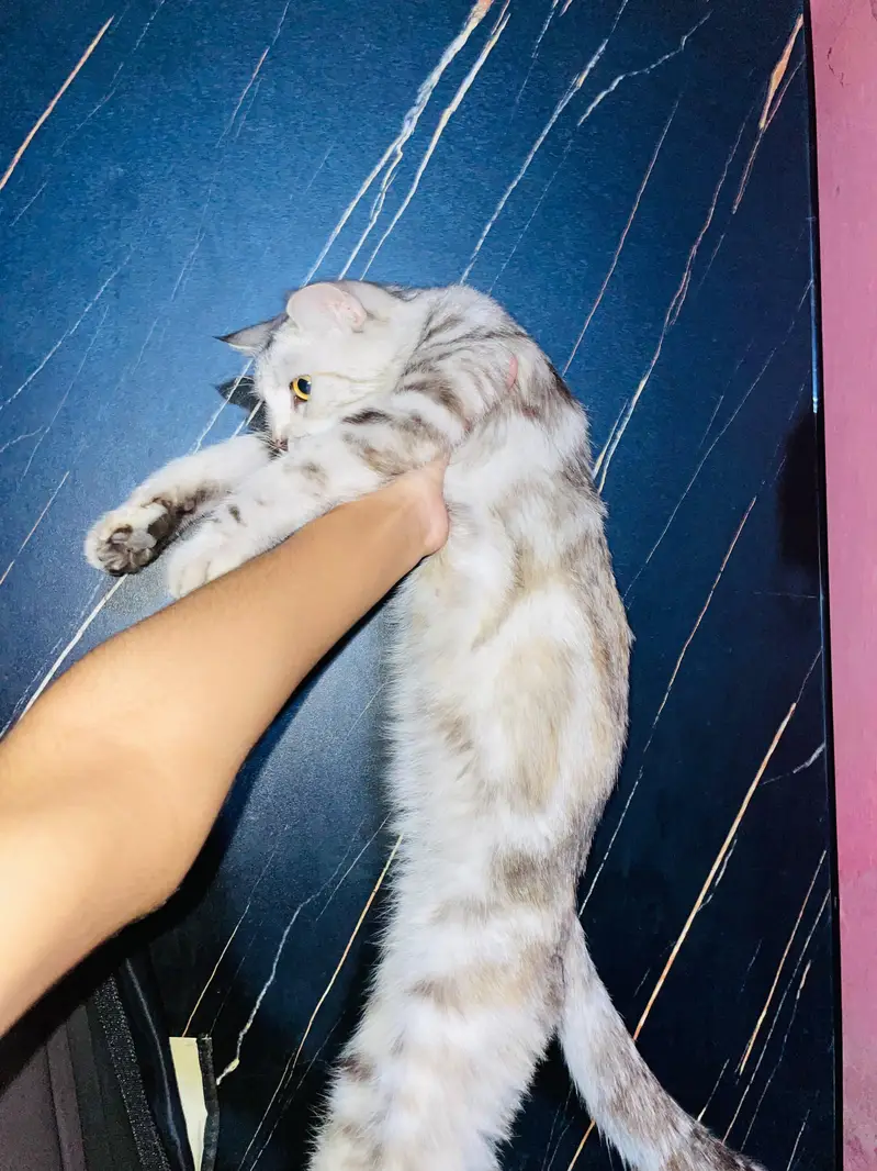 Grey and white russian Female Cat for urgent sale — photo 3