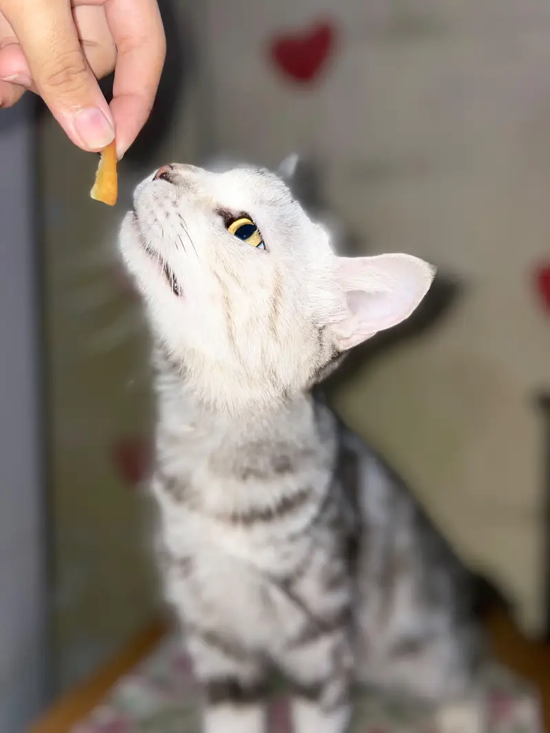 Grey and white russian Female Cat for urgent sale — photo 4