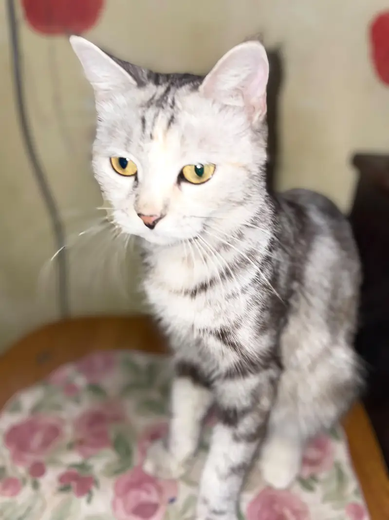 Grey and white russian Female Cat for urgent sale — photo 5