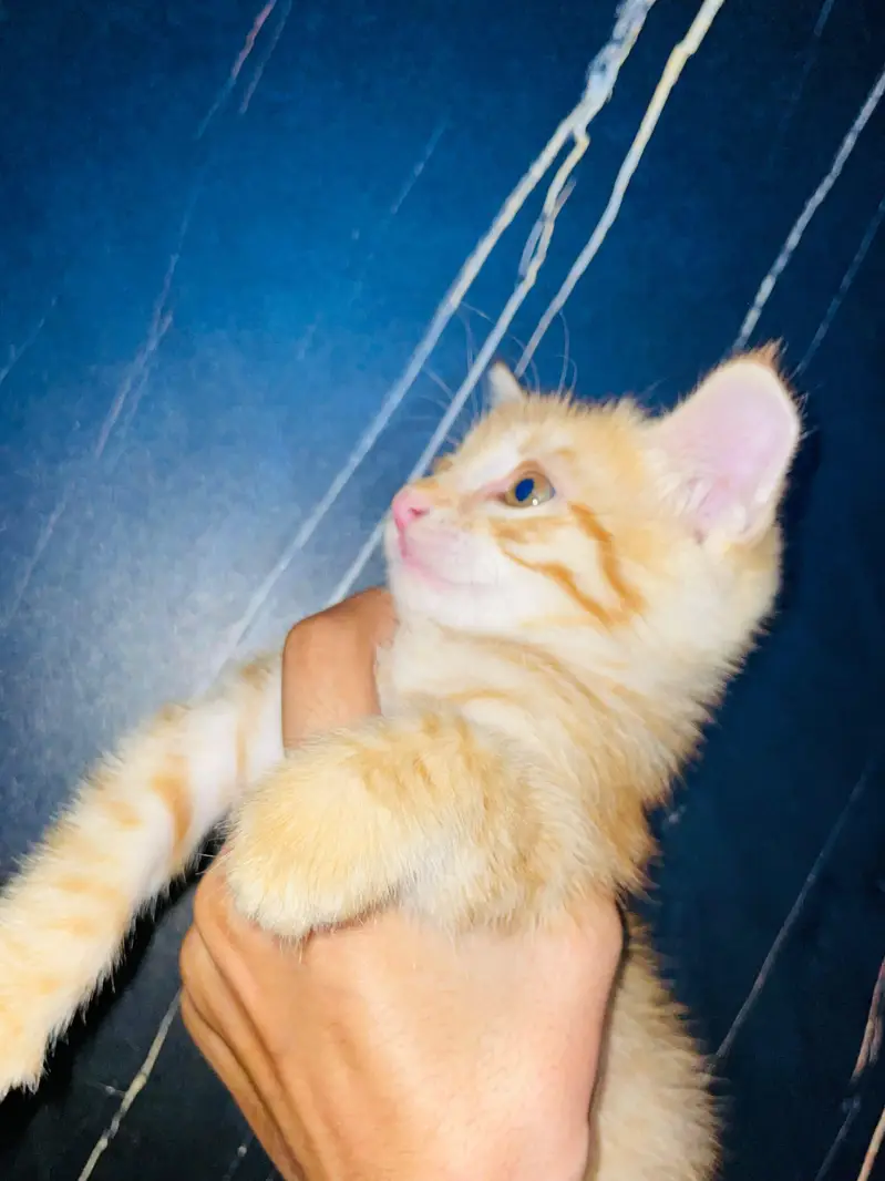 Grey and white russian Female Cat for urgent sale — photo 6
