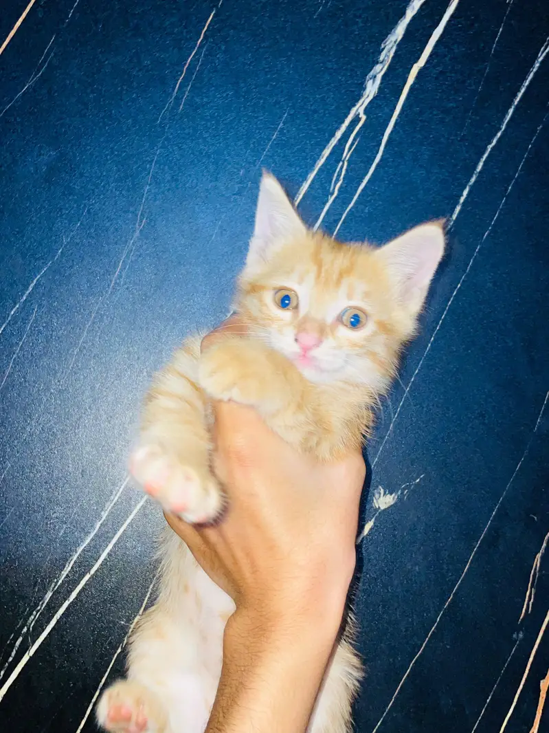 Grey and white russian Female Cat for urgent sale — photo 7