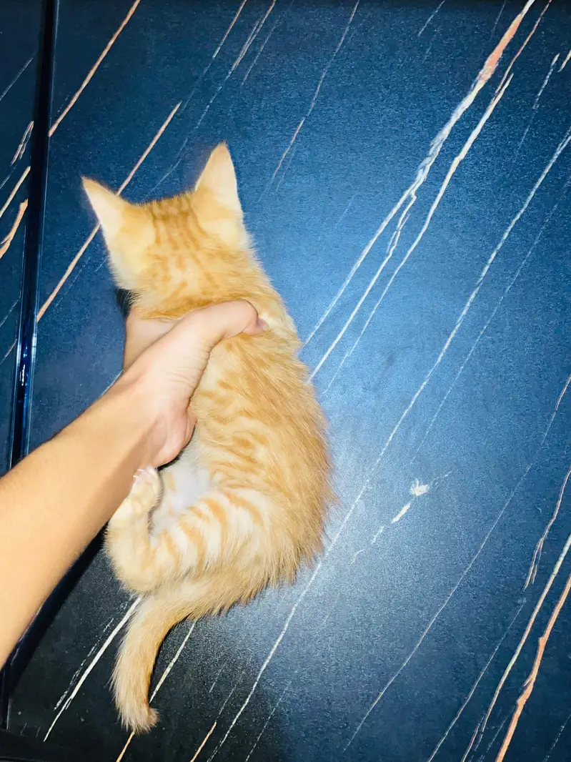 Grey and white russian Female Cat for urgent sale — photo 8
