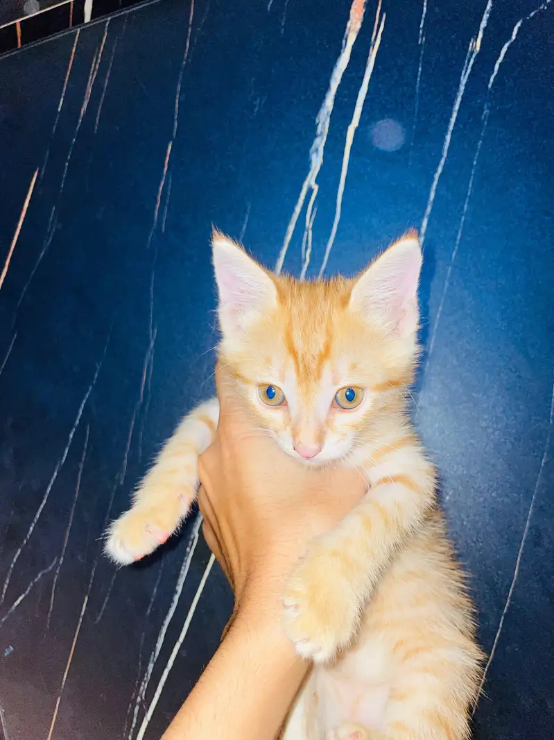 Grey and white russian Female Cat for urgent sale — photo 9