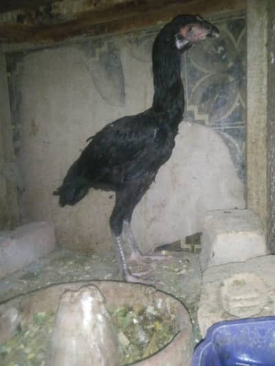 aseel chicks for sale