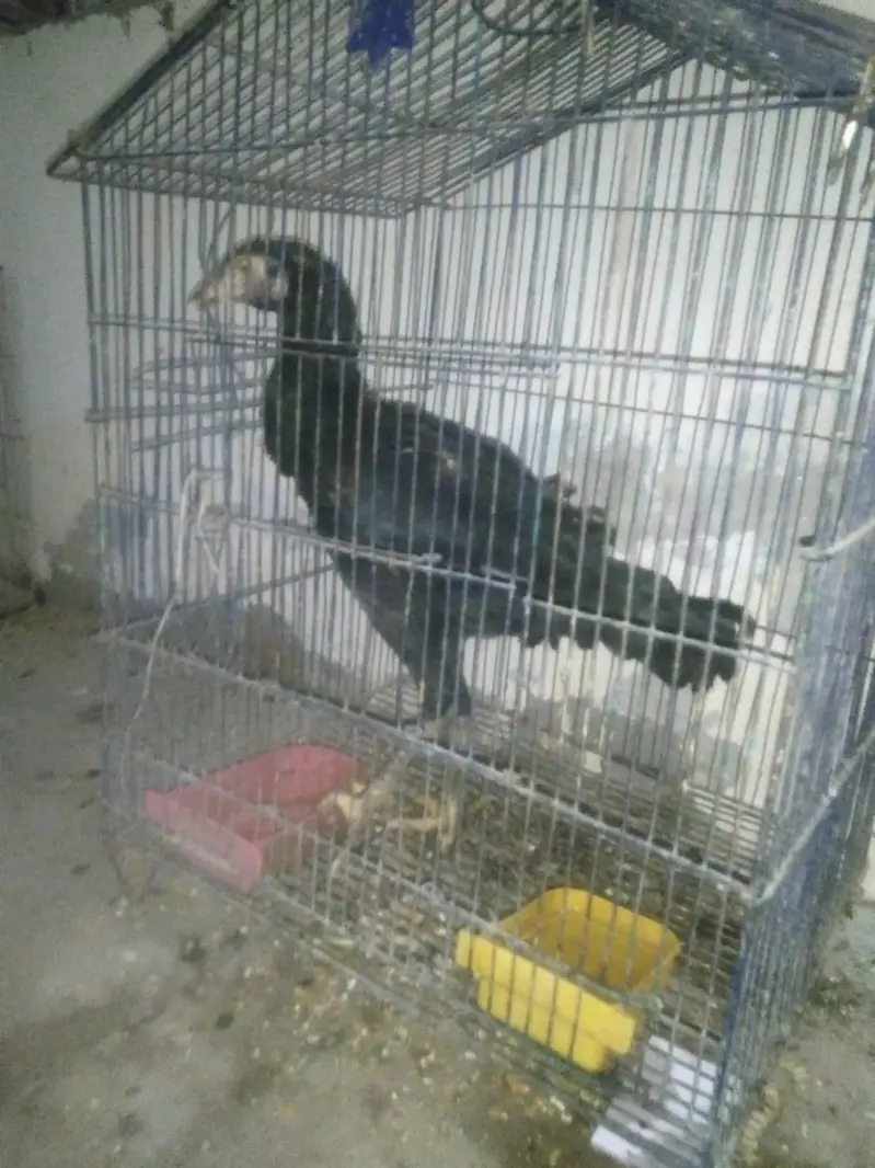 aseel chicks for sale — photo 2