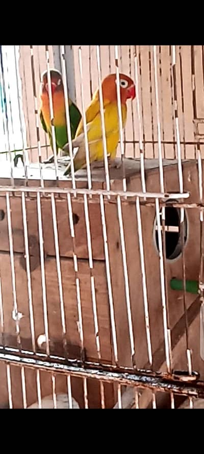 3 piece love birds for sale 1200 ka 1 piece 0333_470'73'96