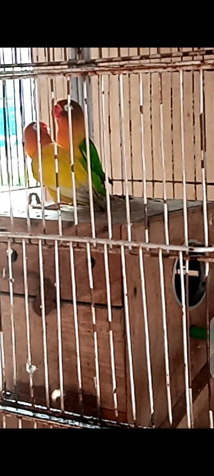3 piece love birds for sale 1200 ka 1 piece 0333_470'73'96 — photo 2