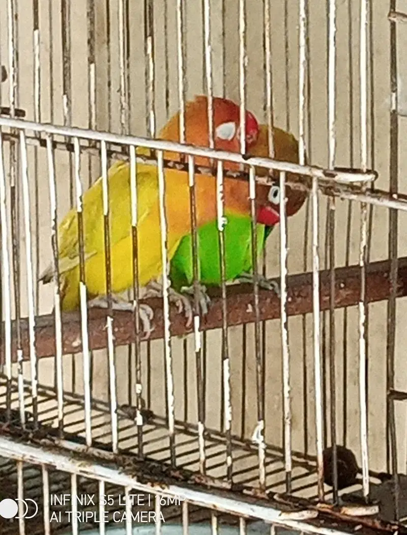 3 piece love birds for sale 1200 ka 1 piece 0333_470'73'96 — photo 3