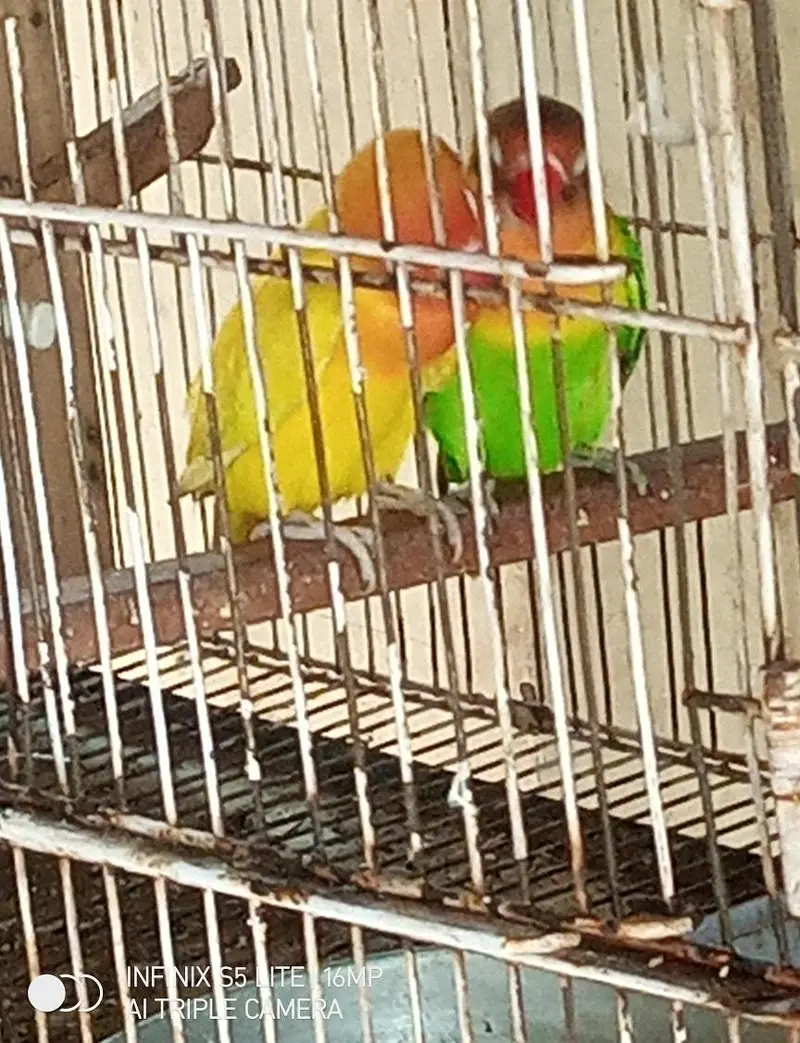 3 piece love birds for sale 1200 ka 1 piece 0333_470'73'96 — photo 4