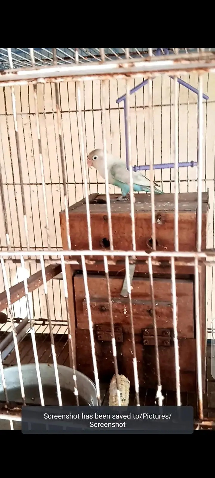 3 piece love birds for sale 1200 ka 1 piece 0333_470'73'96 — photo 5
