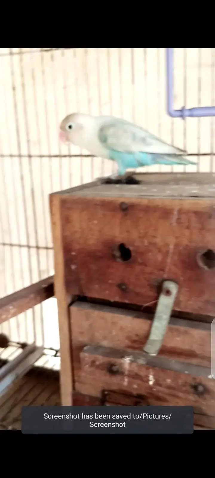 3 piece love birds for sale 1200 ka 1 piece 0333_470'73'96 — photo 6