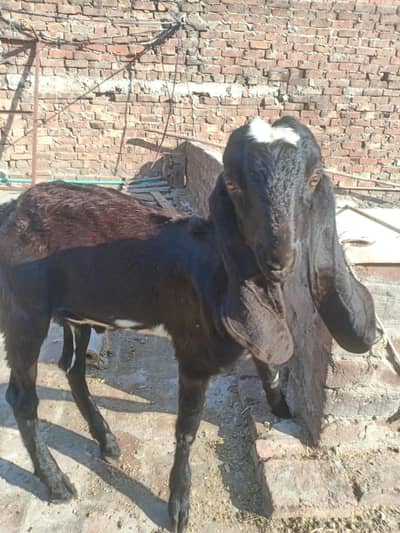 Beetal Nar 4.5 maah age quality wala bacha