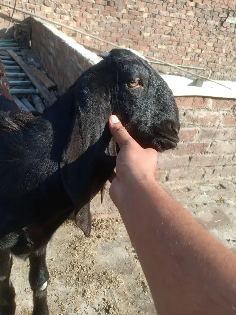 Beetal Nar 4.5 maah age quality wala bacha — photo 2