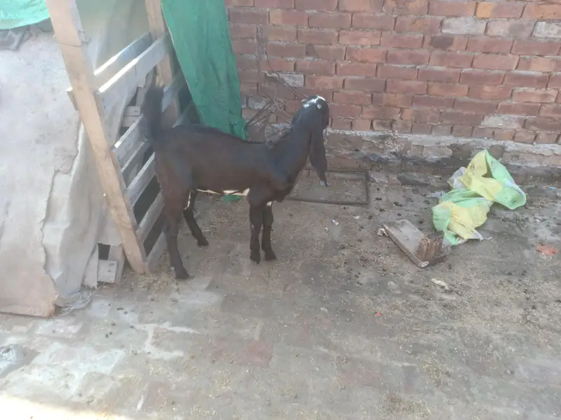 Beetal Nar 4.5 maah age quality wala bacha — photo 3