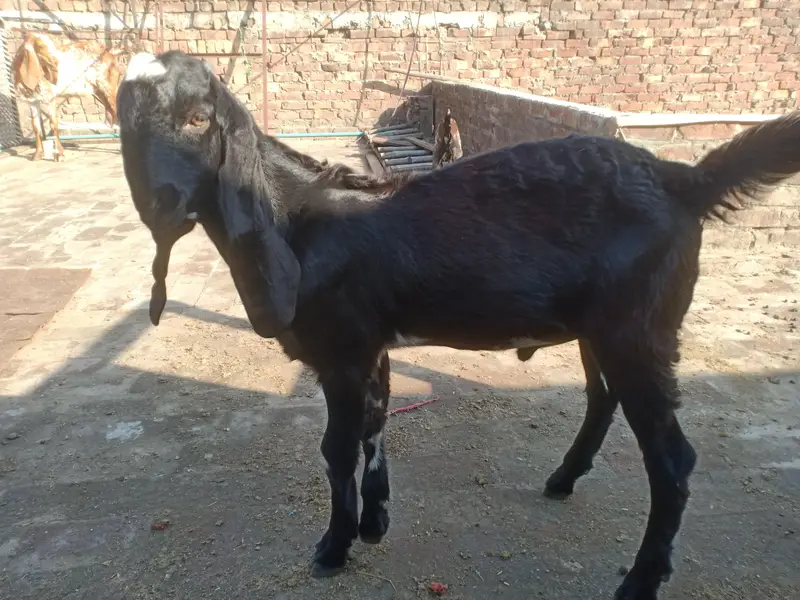 Beetal Nar 4.5 maah age quality wala bacha — photo 4