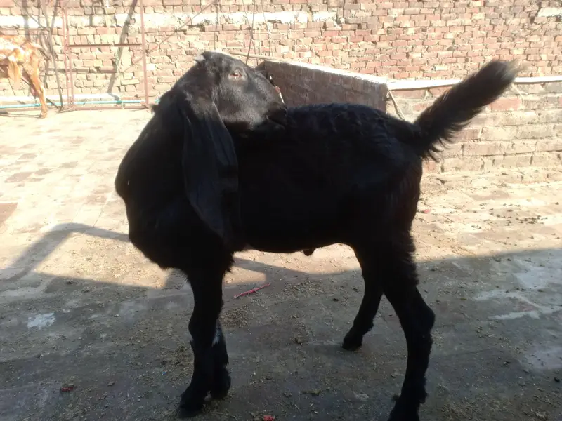 Beetal Nar 4.5 maah age quality wala bacha — photo 5