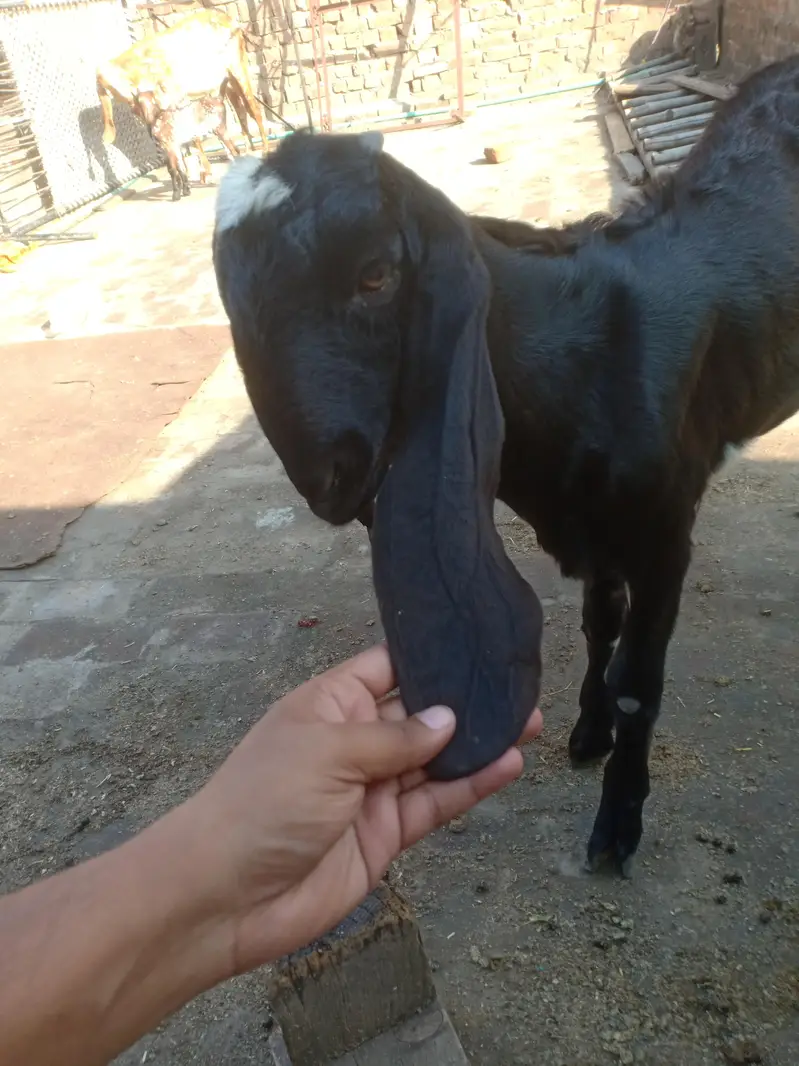 Beetal Nar 4.5 maah age quality wala bacha — photo 6