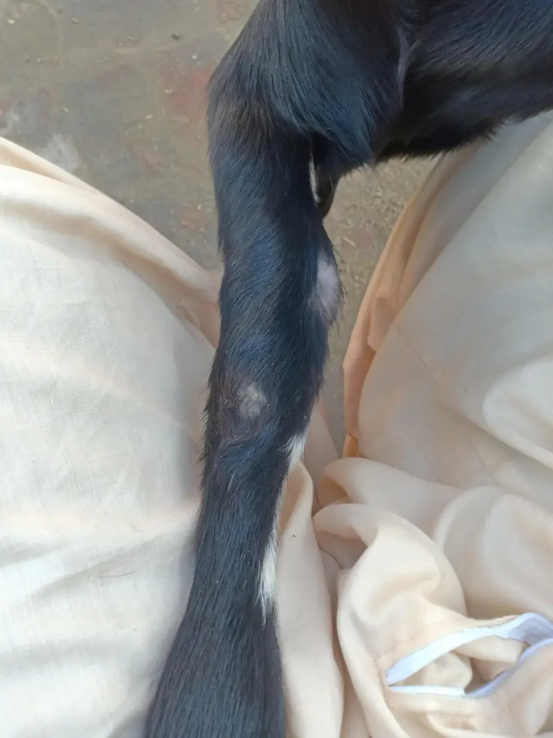 Beetal Nar 4.5 maah age quality wala bacha — photo 7
