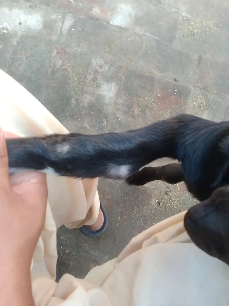 Beetal Nar 4.5 maah age quality wala bacha — photo 8