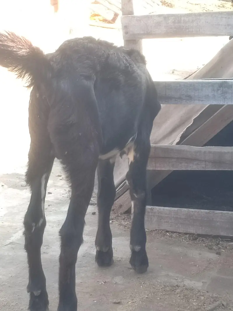 Beetal Nar 4.5 maah age quality wala bacha — photo 9