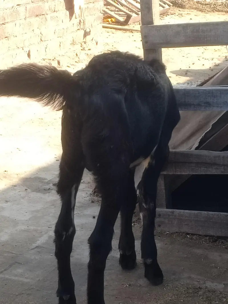 Beetal Nar 4.5 maah age quality wala bacha — photo 10