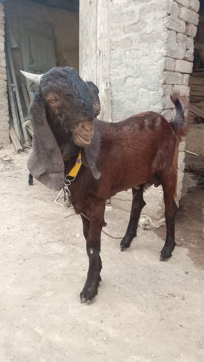 Bakra for sale 8 month age
