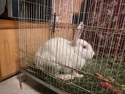 rabbit for sale  healthy 4 months and cute not vaccined and red eye