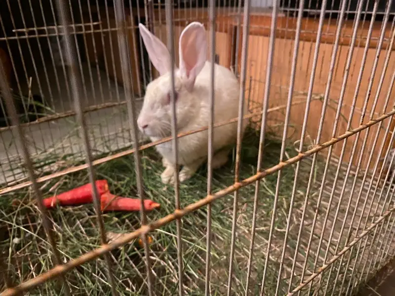 rabbit for sale  healthy 4 months and cute not vaccined and red eye — photo 2