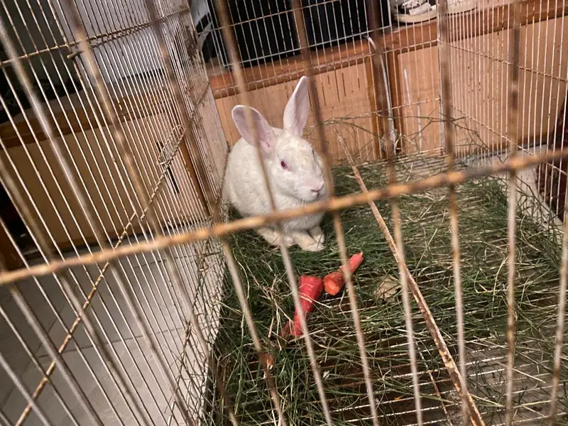 rabbit for sale  healthy 4 months and cute not vaccined and red eye — photo 3