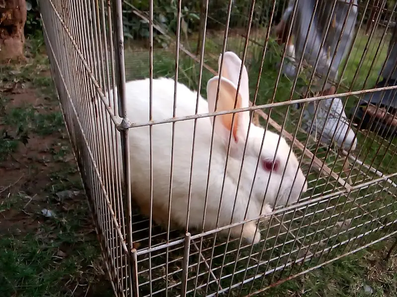 rabbit for sale  healthy 4 months and cute not vaccined and red eye — photo 4