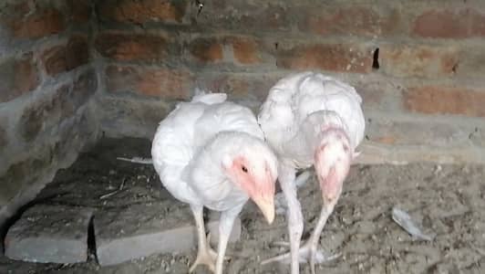 Heera aseel pair