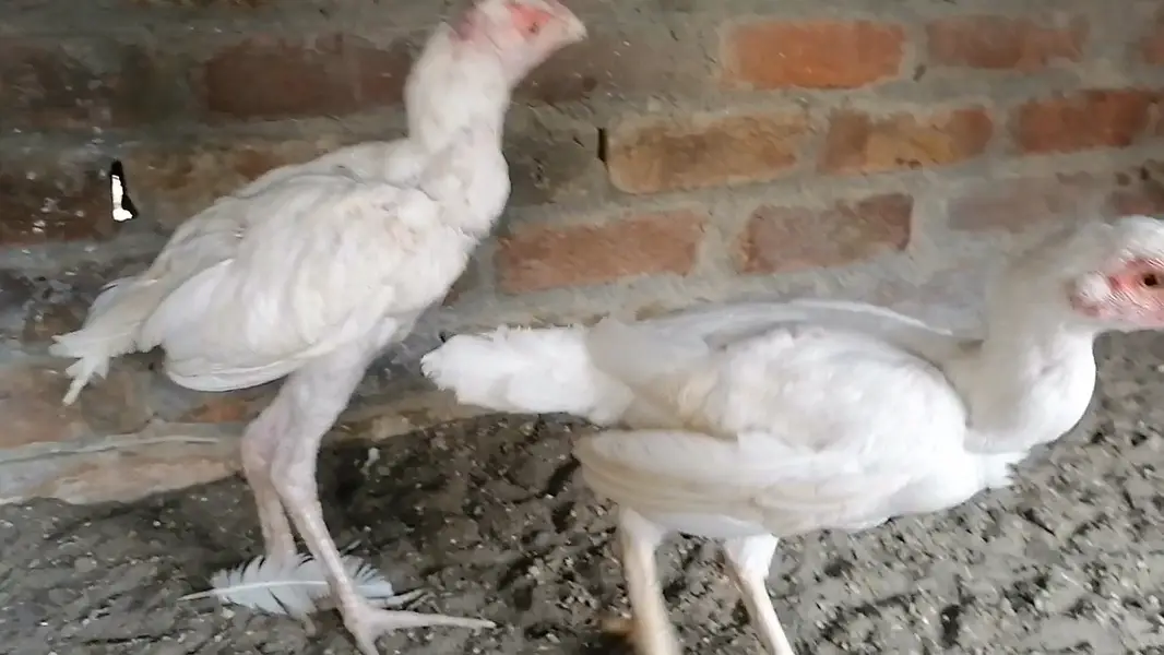 Heera aseel pair — photo 2