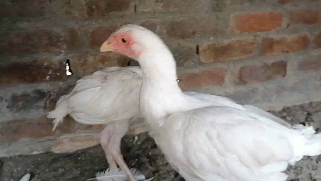 Heera aseel pair — photo 3