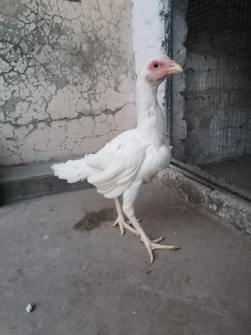 Heera aseel pair — photo 4