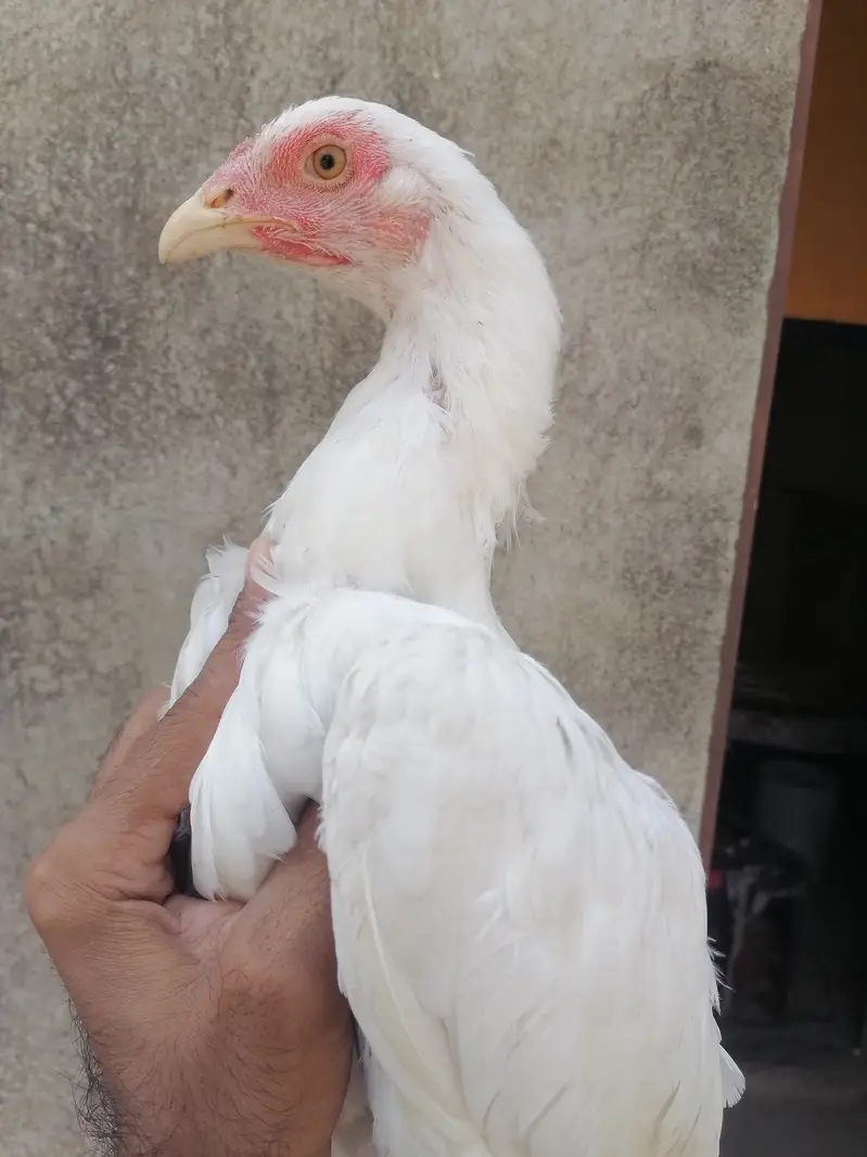 Heera aseel pair — photo 5